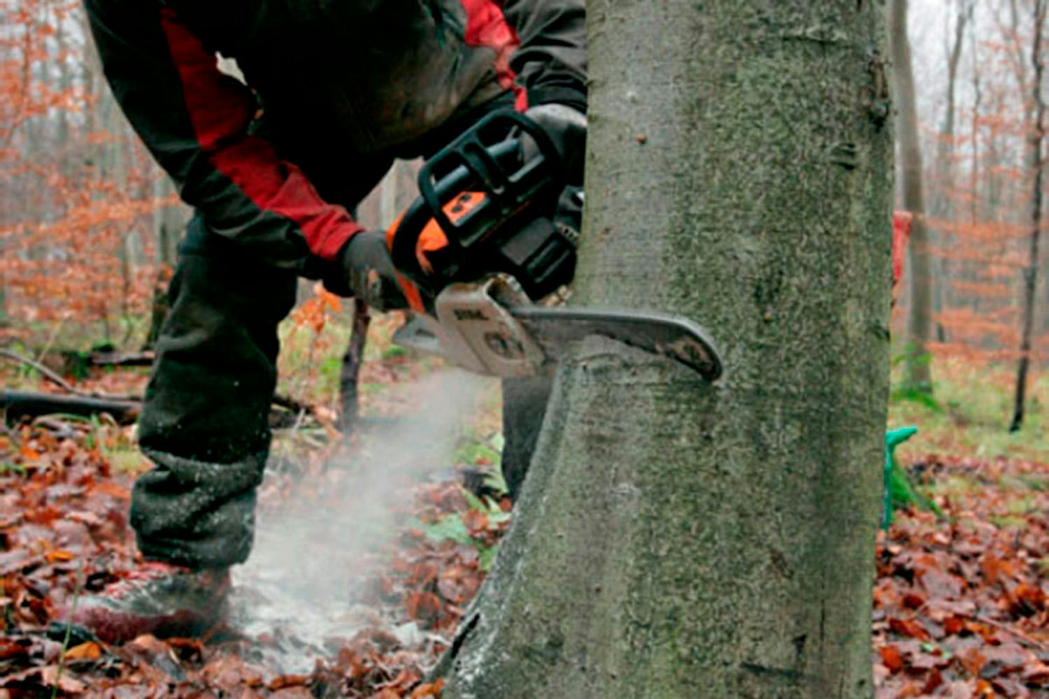 Fälla träd i trädgården i januari Trädgården i januari: Fälla träd